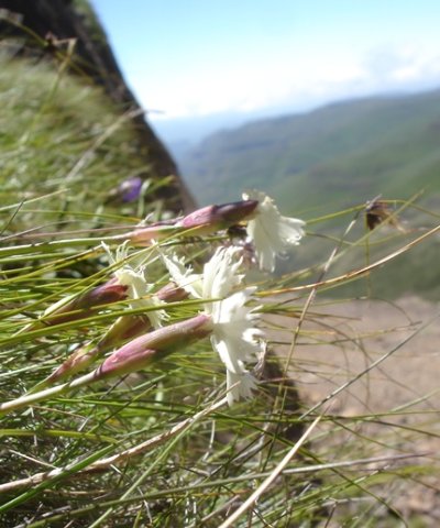 Dianthus basuticus subsp. basuticus floral back view